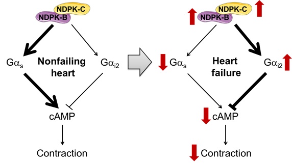 website_circulation_ndpkc_vs_161208